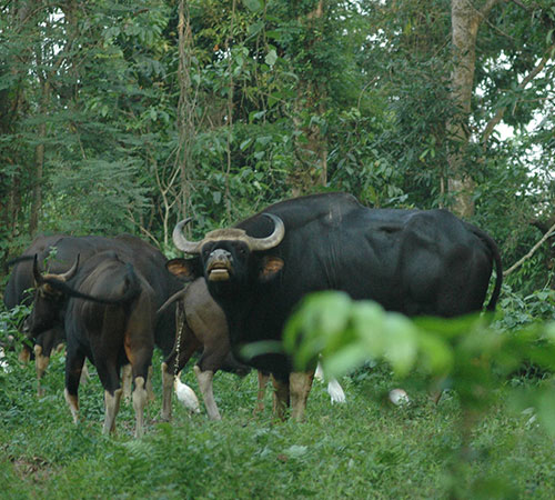Family Tour to Dooars